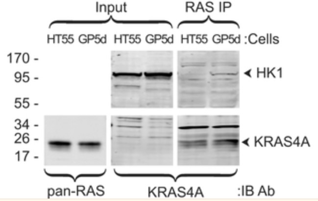 Co-immunoprecipitation of endogenous HK1 with endogenous KRAS4A.jpg